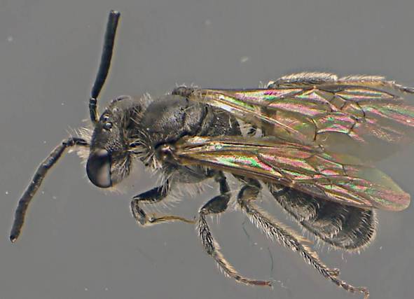 Lasioglossum pauxillum.jpg